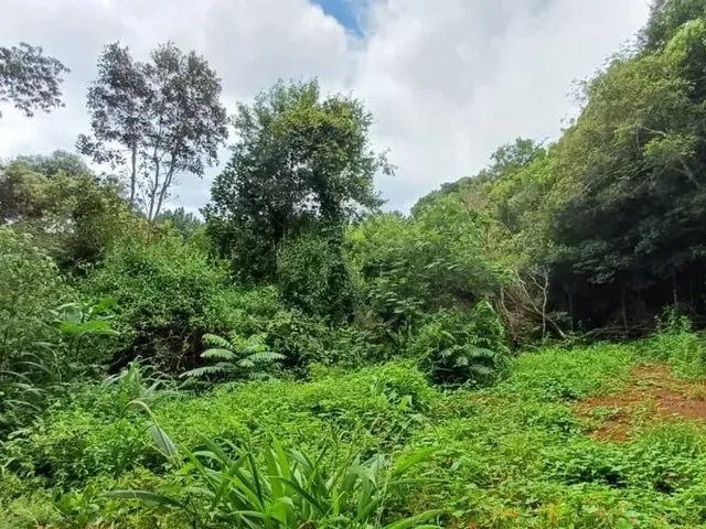 Sítio à venda, no bairro Bateias em Campo Largo