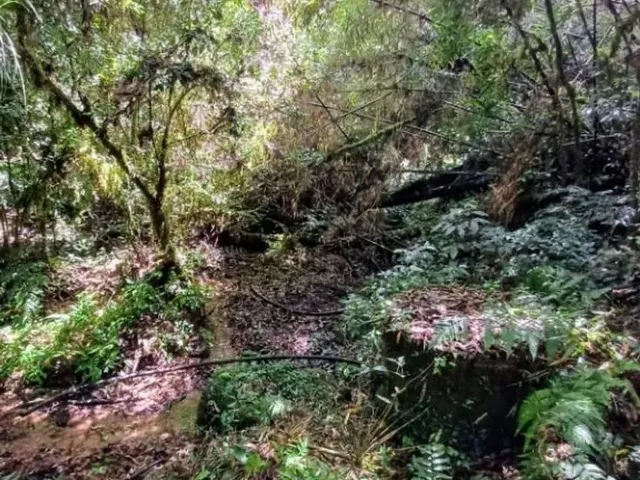 Sítio à venda, no bairro Bateias em Campo Largo