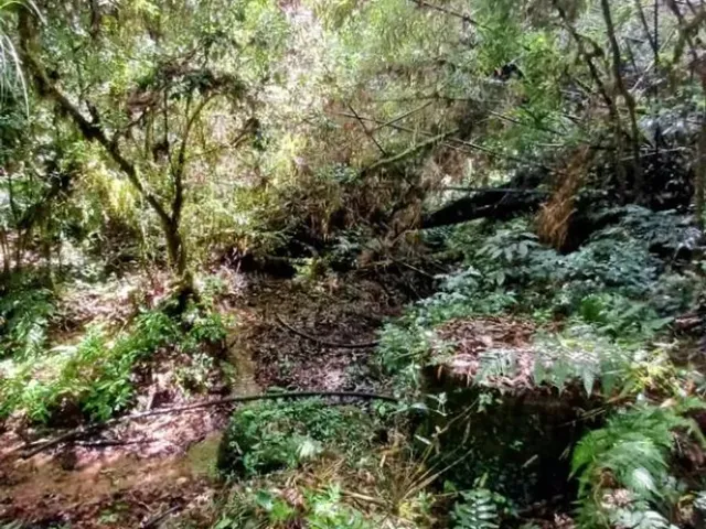 Sítio à venda, no bairro Bateias em Campo Largo