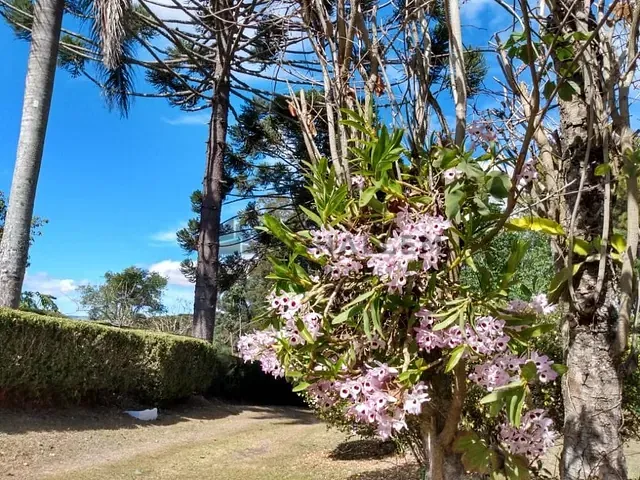 Sítio com 20000m², à venda, no bairro Zona Rural em Maria da Fé