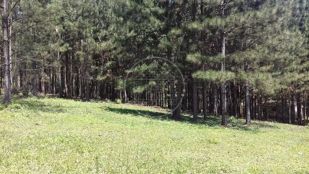 Fazenda, 3 hectares - Foto 6