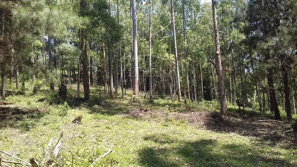 Fazenda, 3 hectares - Foto 7