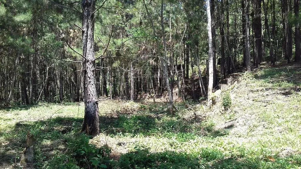 Fazenda, 3 hectares - Foto 8