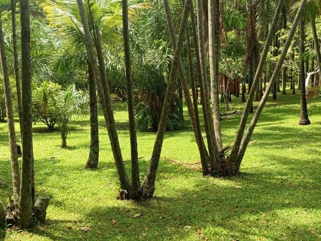 Foto do Sítio - 3 alqueires a venda no município de Varjão- GO | Provenda Imobiliária