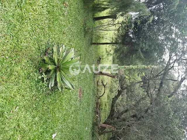 Sítio à venda, no bairro Estação em Araucária