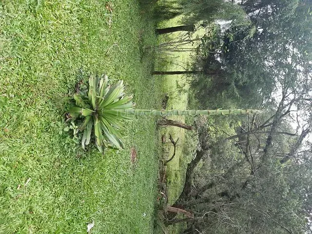 Sítio à venda, no bairro Estação em Araucária