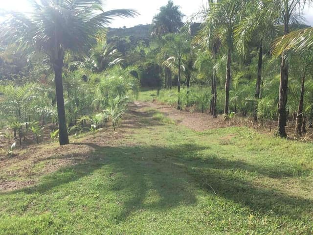 Foto do Sítio - Sítio 10 alqueires para cria de gado em  Luziânia, GO | M360 Imóveis