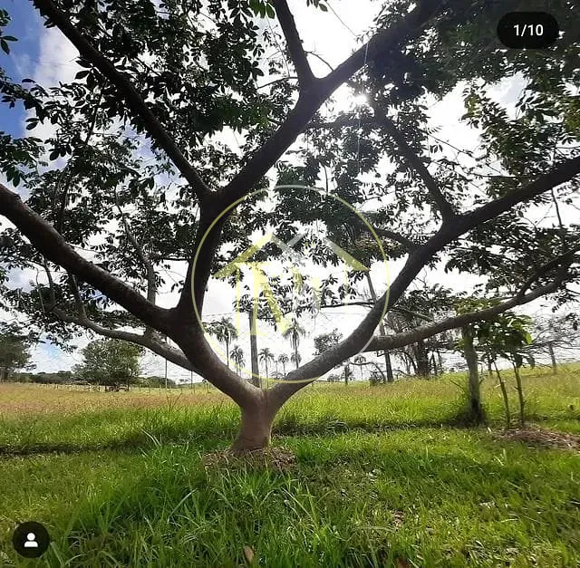 Sítio, 5 quartos, 7 hectares - Foto 10
