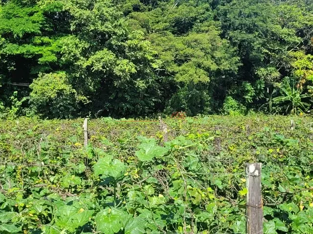 Sítio com 65340m², à venda, no bairro Mato Dentro em Indaiatuba
