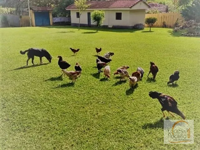 Sítio com 22500m² 2 quartos e 1 banheiro, à venda, no bairro Mato Dentro em Mairiporã