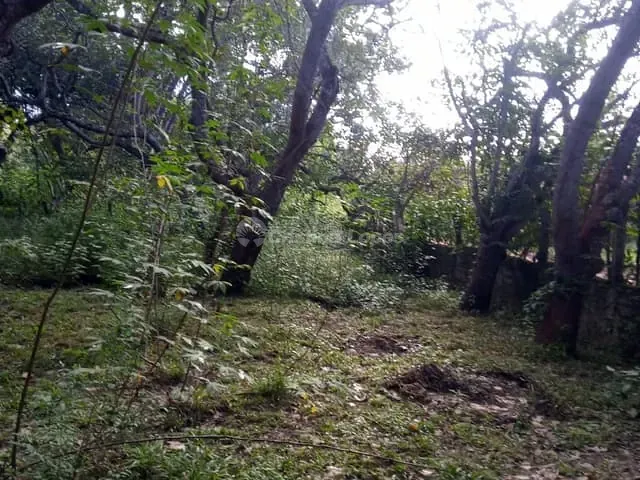 Sítio à venda, no bairro Zona Rural em Teresina