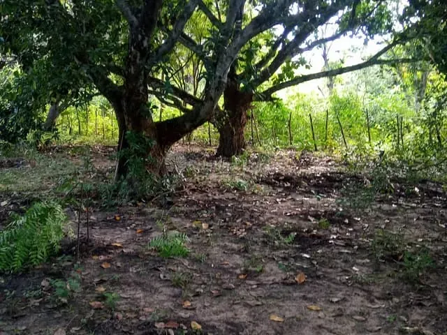 Sítio à venda, no bairro Zona Rural em Teresina