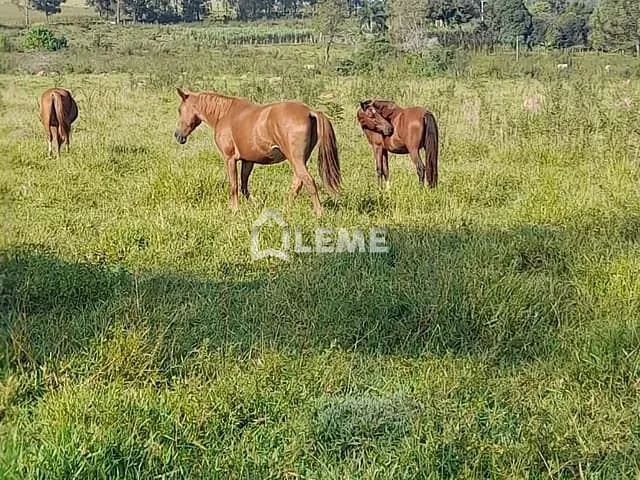 Sítio com 1403600m², à venda, no bairro Vila Lambari em Mococa