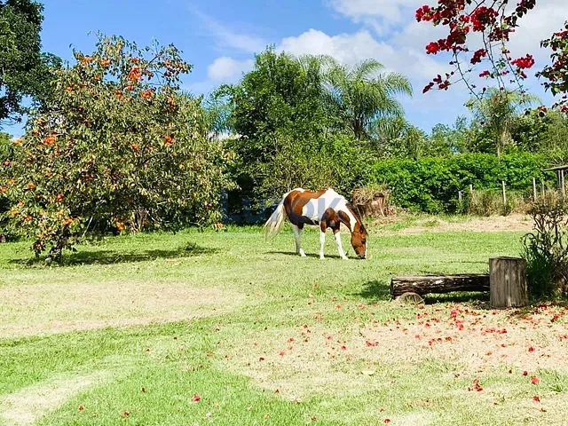 Sítio com 25000m² 3 quartos e 2 banheiros, à venda, no bairro Passa Três em Tuiuti