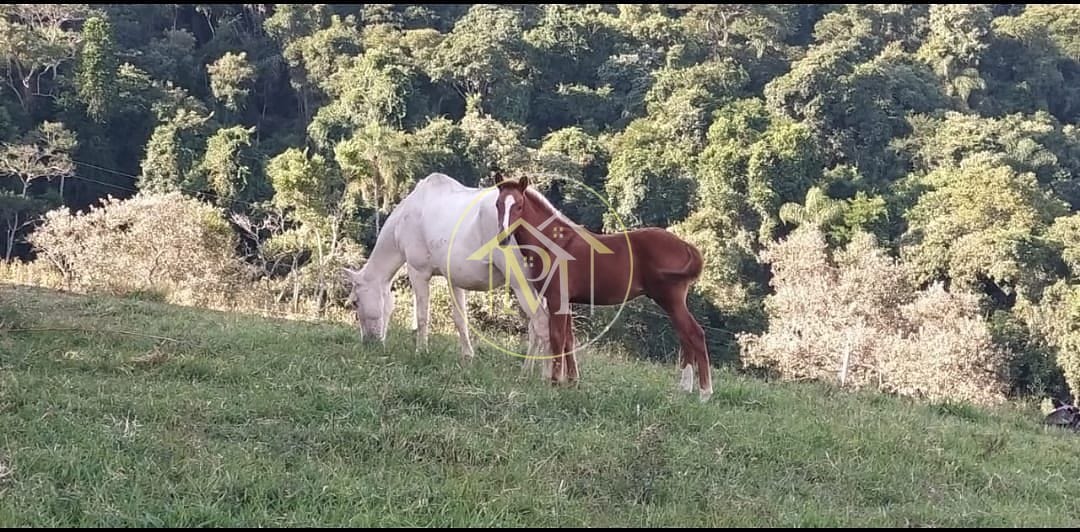 Chácara, 18 hectares - Foto 20