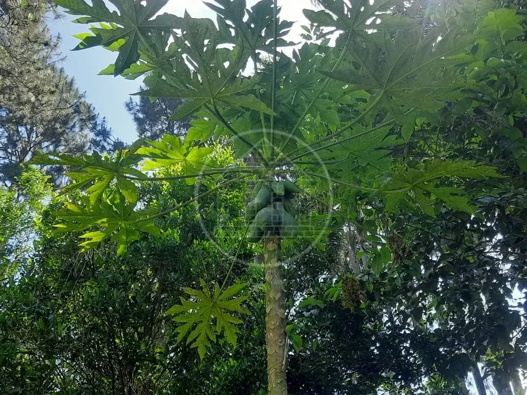 Fazenda, 3650 m² - Foto 31