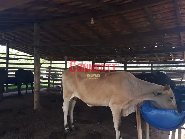 Sítio com 145200m² 4 quartos e 6 banheiros, à venda, no bairro Cajuru em Cajuru