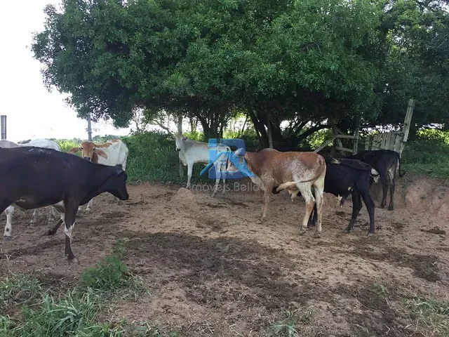 Sítio com 96800m² 4 quartos e 2 banheiros, à venda, no bairro Bairro Tapera Grande em Itatiba