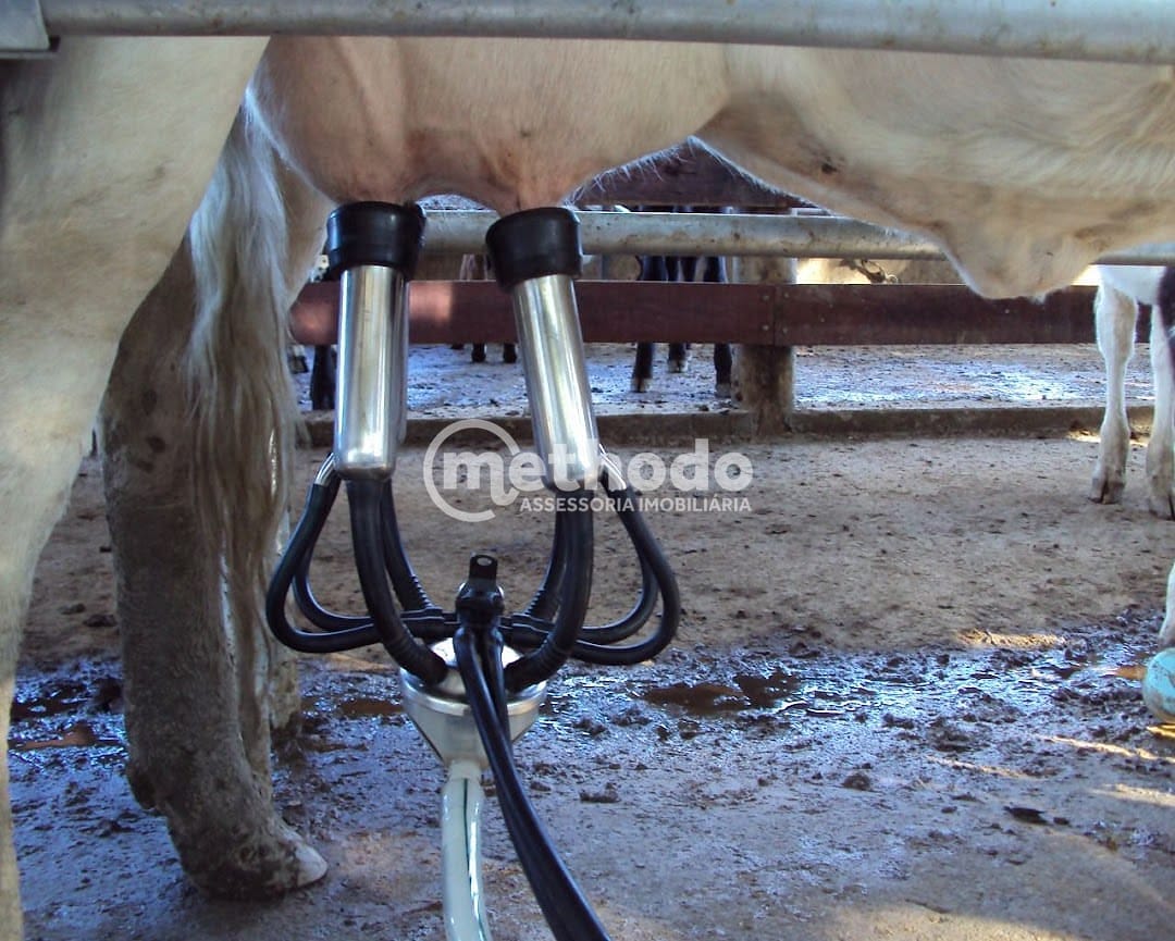 Fazenda, 28 hectares - Foto 8