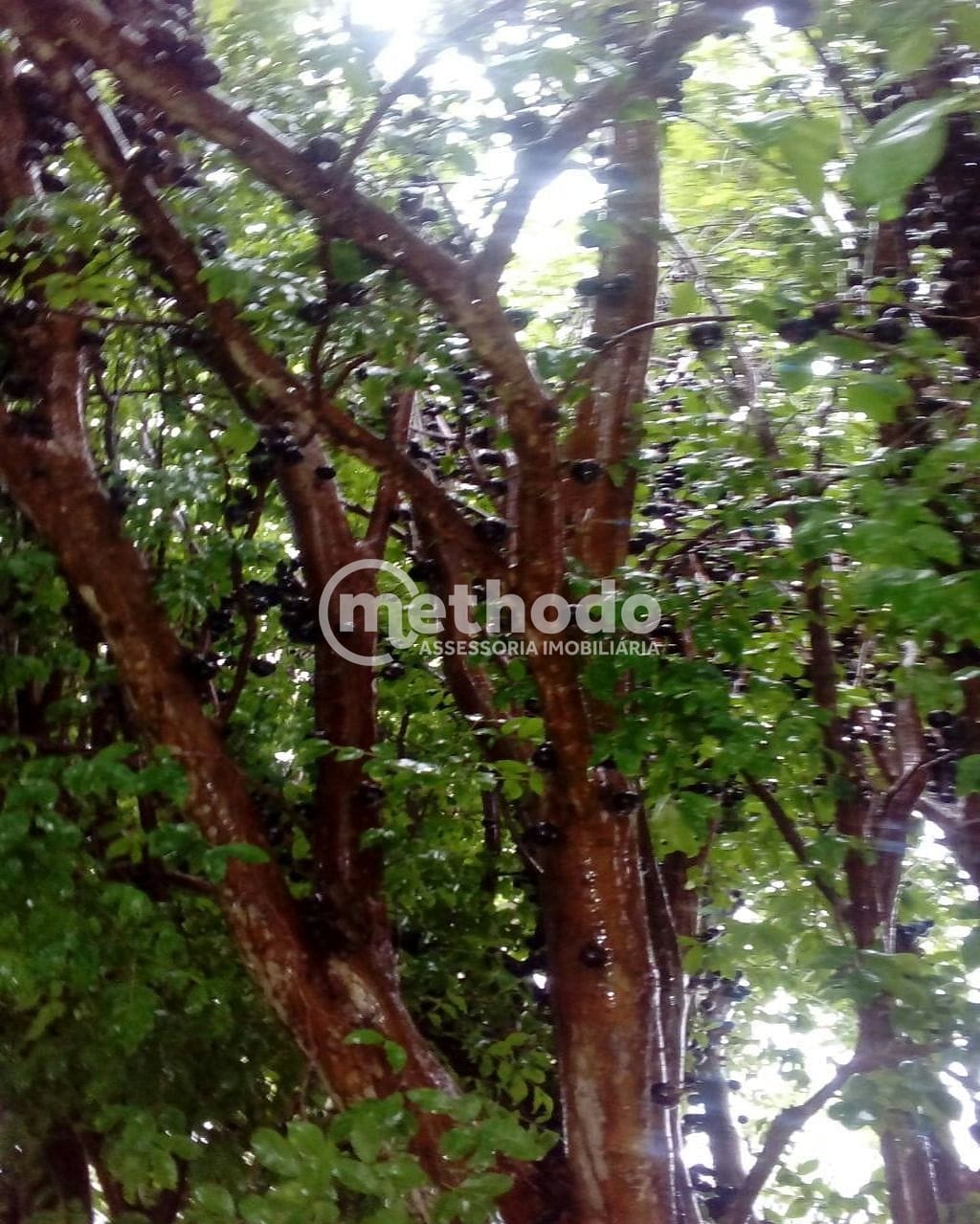 Fazenda, 28 hectares - Foto 18