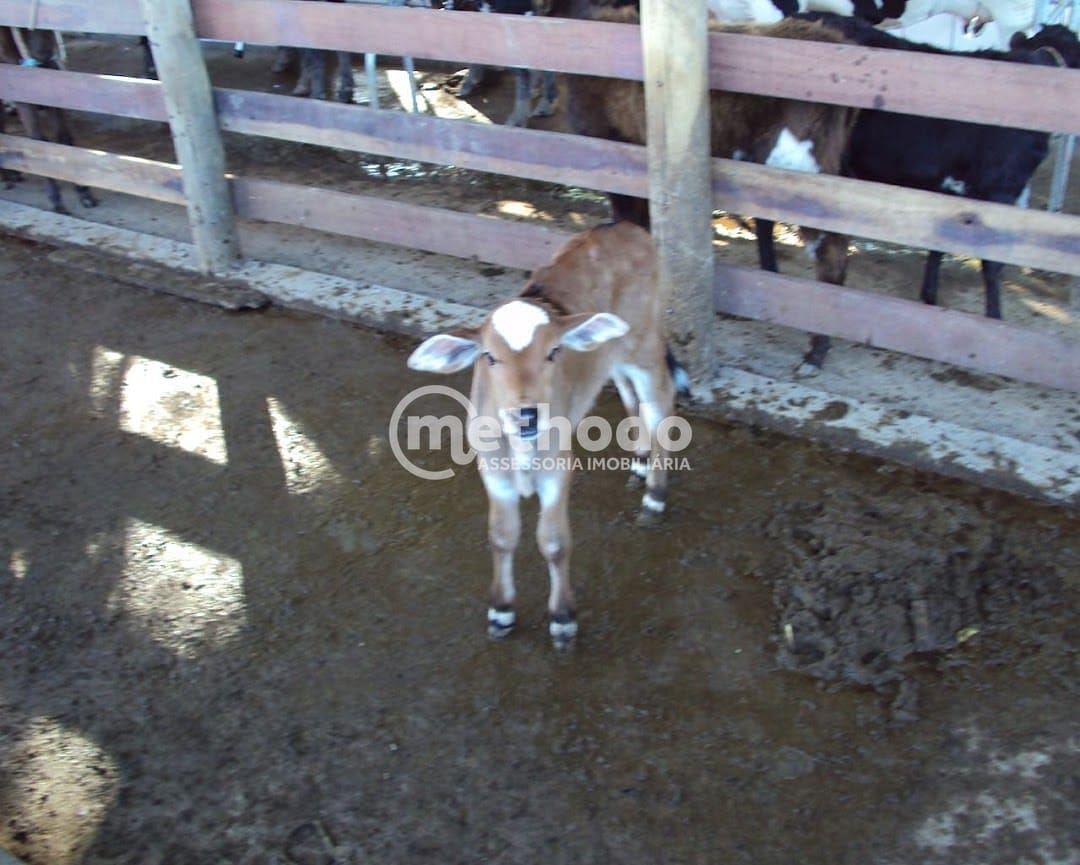 Fazenda, 28 hectares - Foto 9