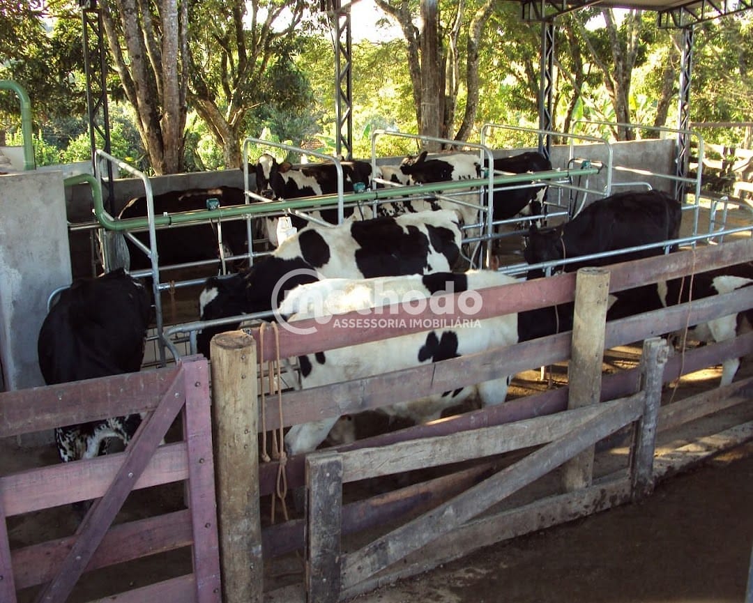 Fazenda, 28 hectares - Foto 3