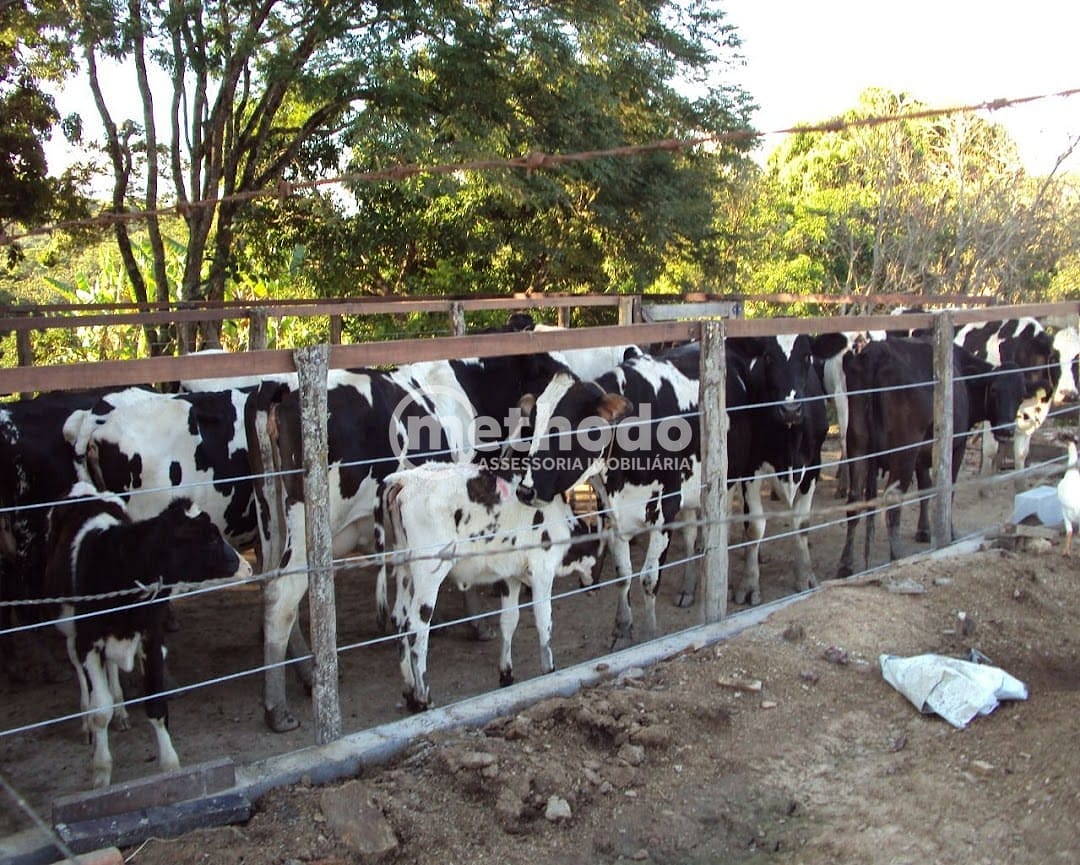 Fazenda, 28 hectares - Foto 4