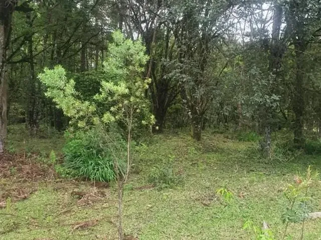 Sítio à venda, no bairro Roseira em Colombo
