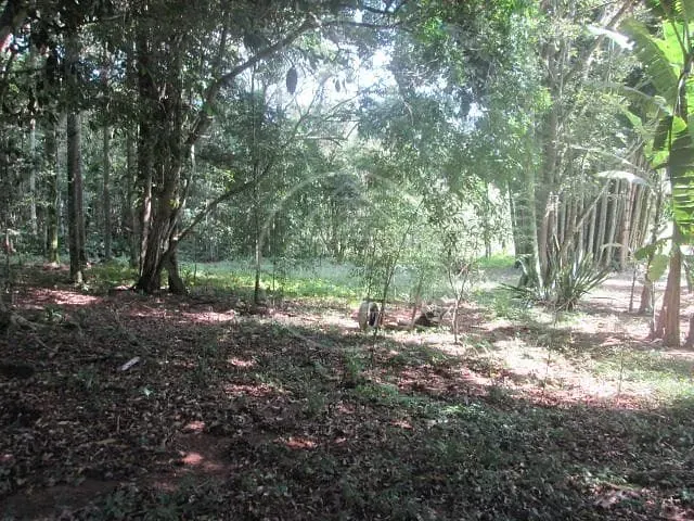 Fazenda, 6 hectares - Foto 18