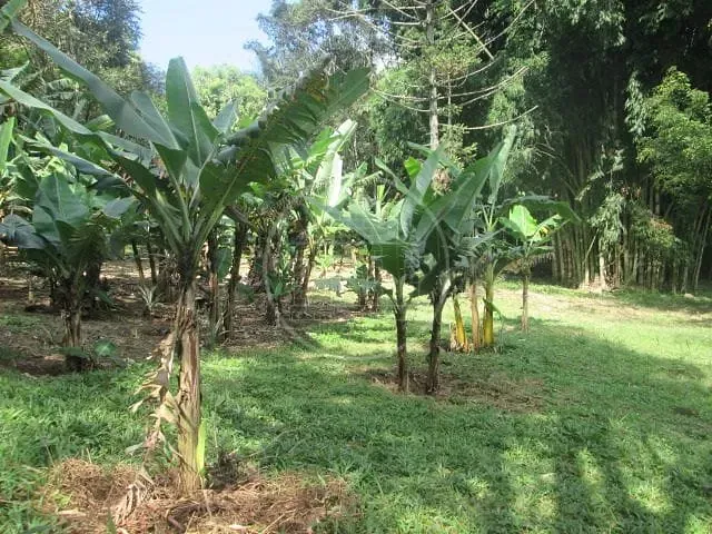 Fazenda, 6 hectares - Foto 11