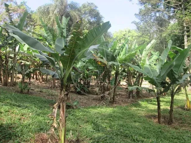 Fazenda, 6 hectares - Foto 9