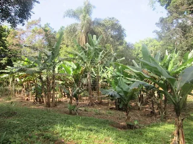 Fazenda, 6 hectares - Foto 10