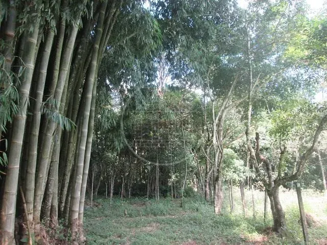 Fazenda, 6 hectares - Foto 2