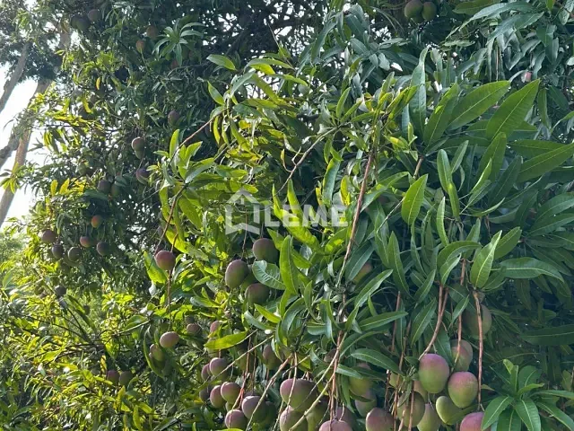 Sítio com 50m² 1 quarto e 1 banheiro, à venda, no bairro Milagre em Monte Santo de Minas