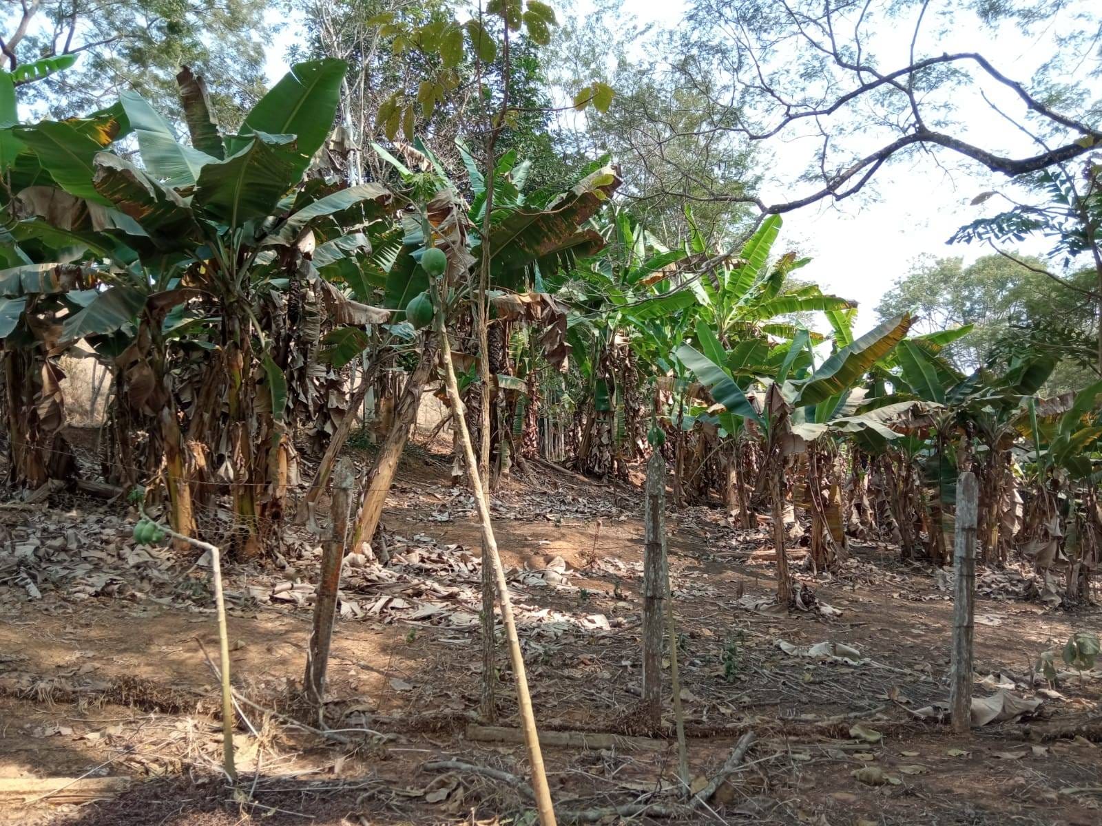 Sítio à venda, ZONA RURAL, Tabuleiro, MG - foto 2
