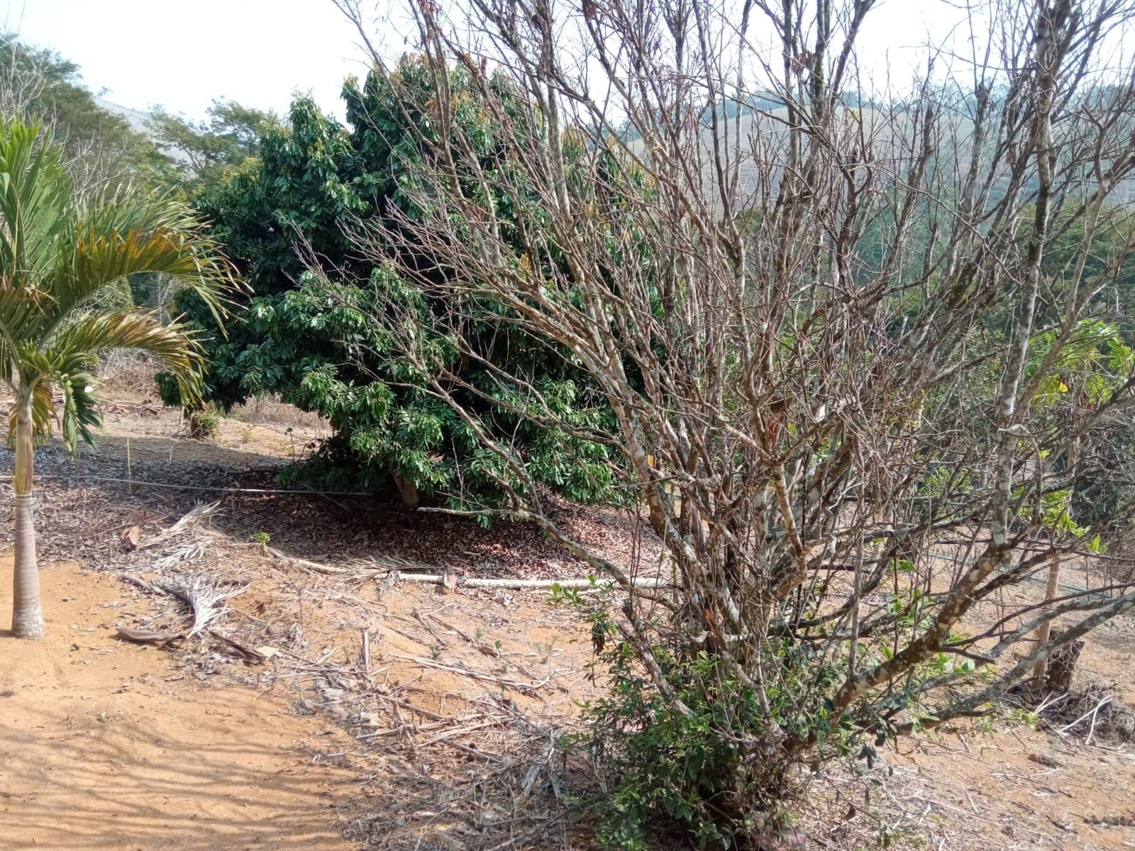 Sítio à venda, ZONA RURAL, Tabuleiro, MG - foto 42