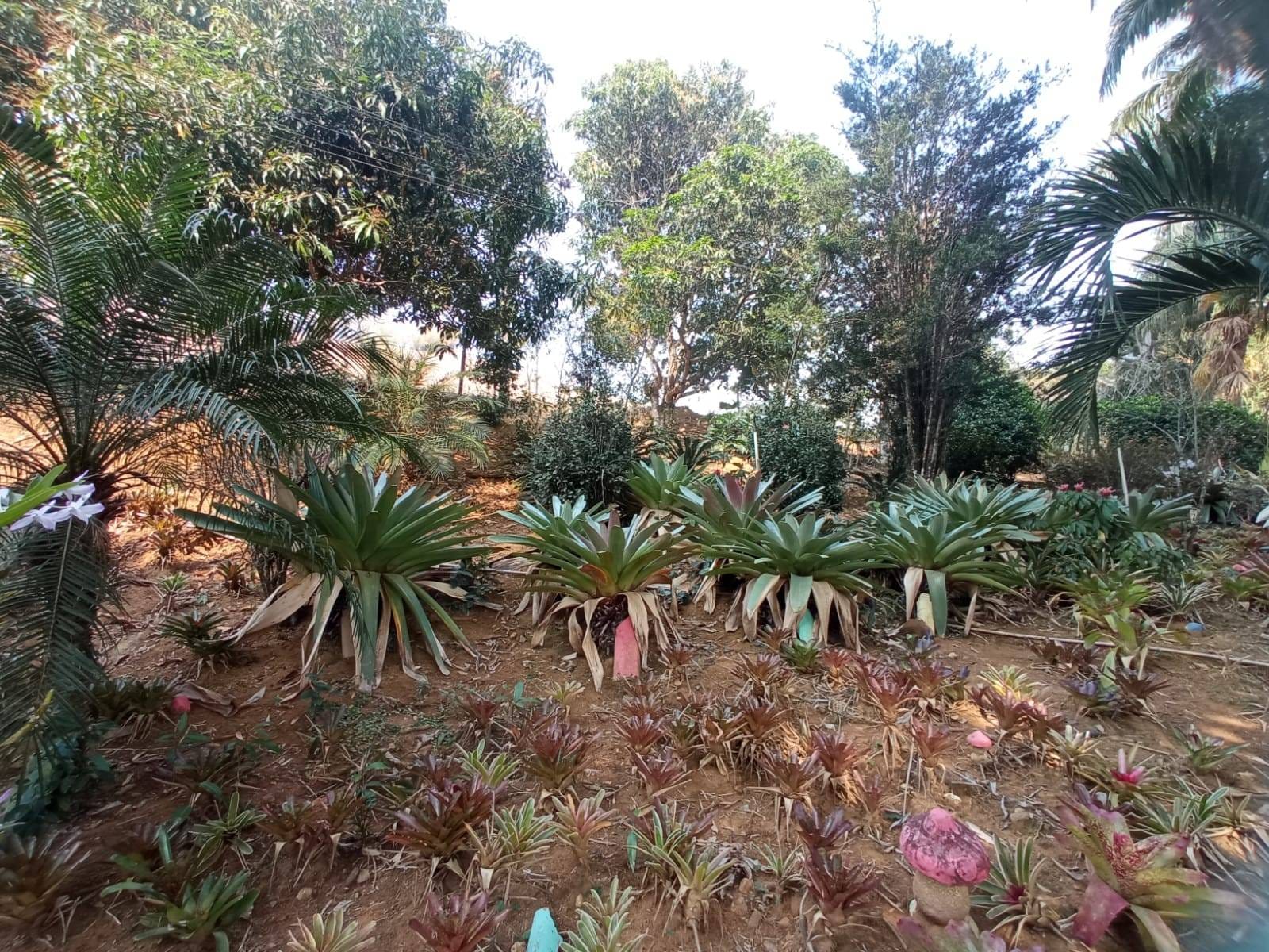 Sítio à venda, ZONA RURAL, Tabuleiro, MG - foto 50
