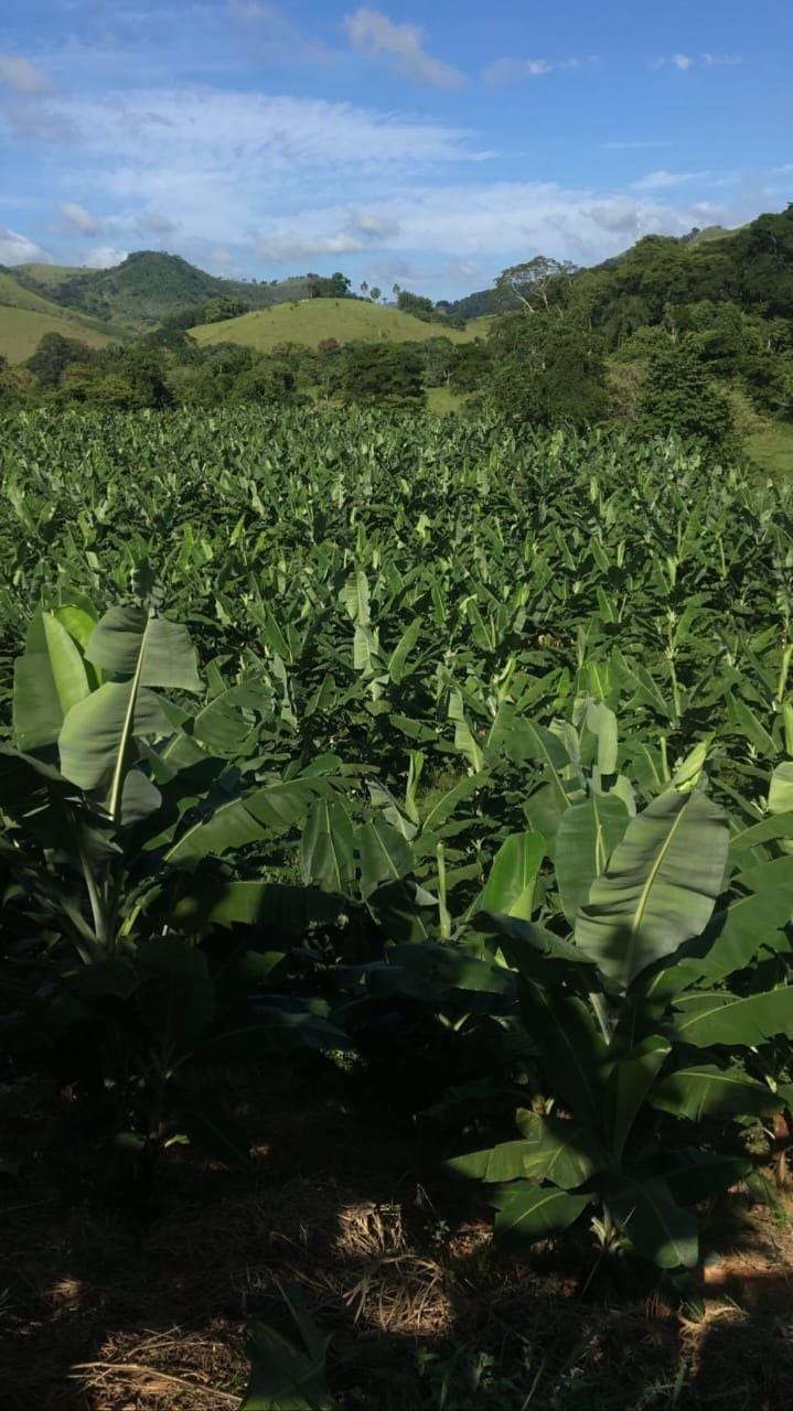 Sítio à venda, Zona Rural, Piau, MG - foto 16