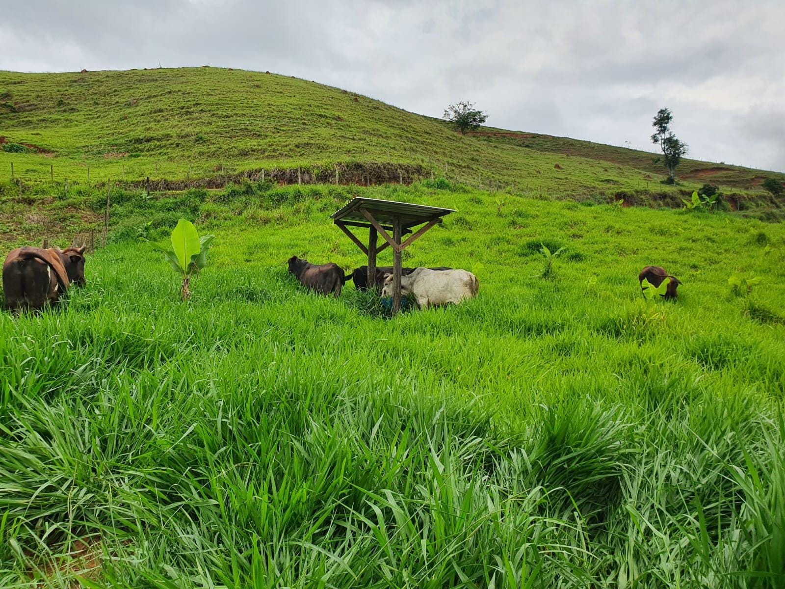 Sítio à venda, Zona Rural, Piau, MG - foto 22