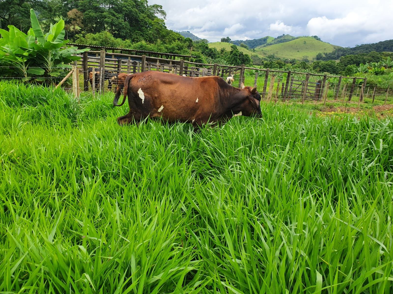 Sítio à venda, Zona Rural, Piau, MG - foto 30