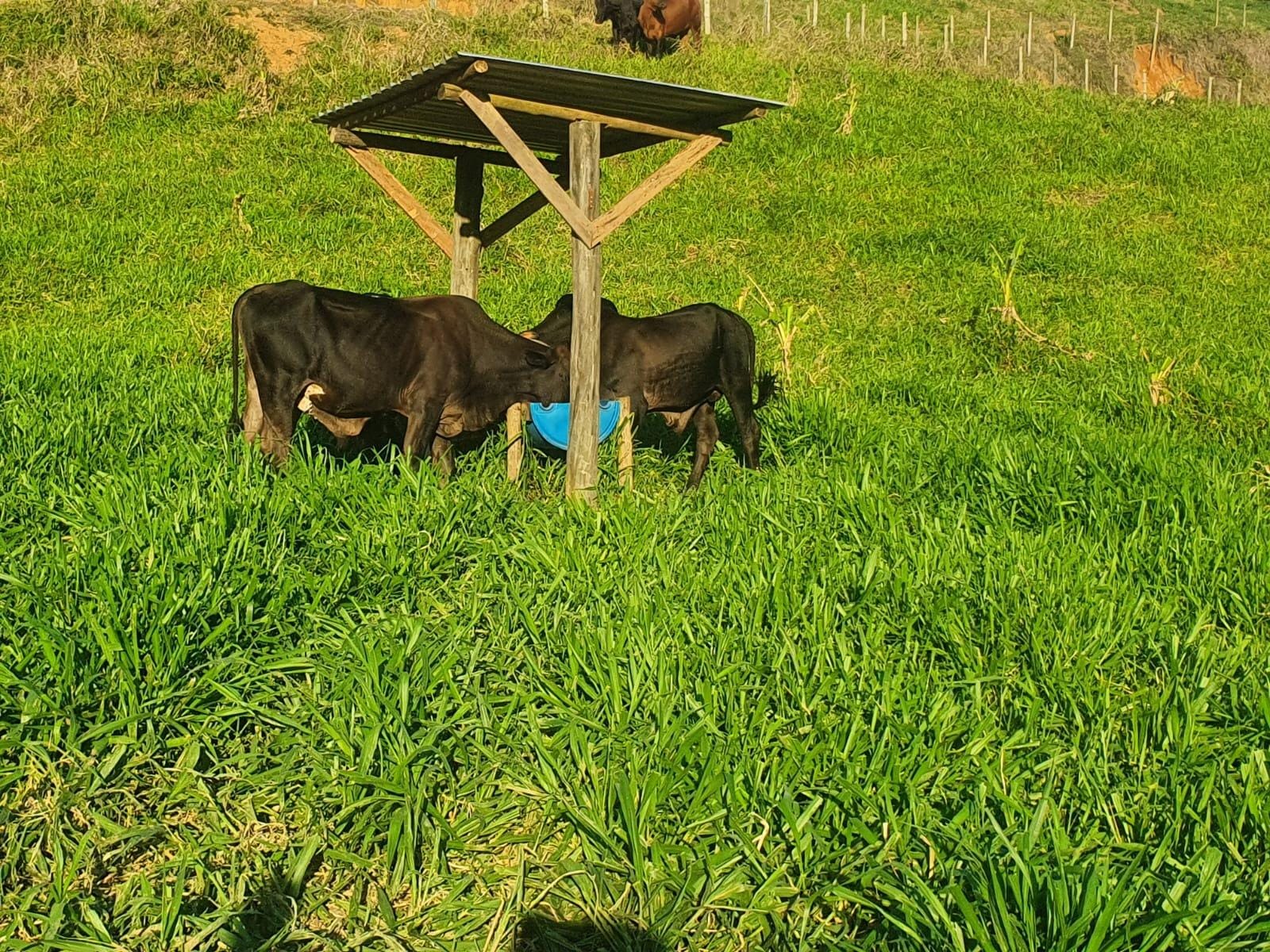 Sítio à venda, Zona Rural, Piau, MG - foto 33