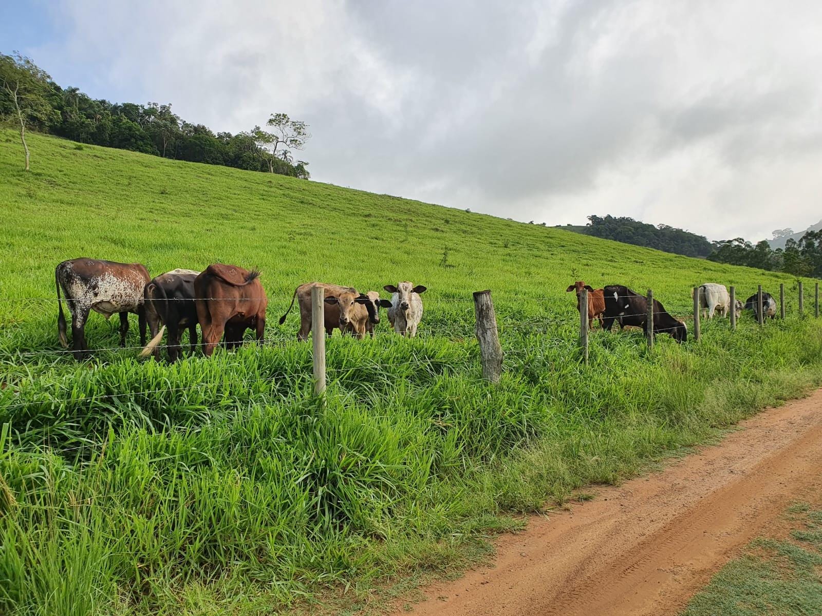 Sítio à venda, Zona Rural, Piau, MG - foto 36