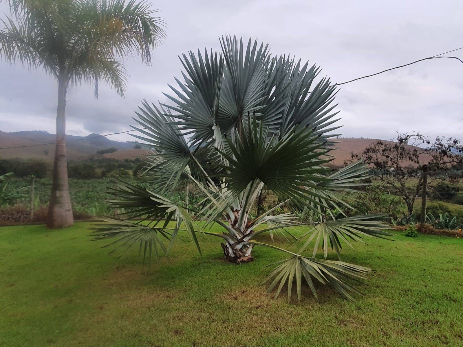 Sítio à venda, Zona Rural, Piau, MG - foto 41