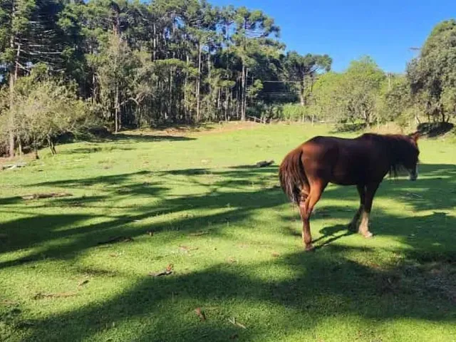 Sítio à venda, no bairro São Gabriel em Colombo