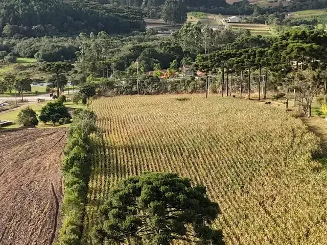 Sítio com 220m² 3 quartos e 2 banheiros, à venda, no bairro Colônia Murici em São José Dos Pinhais