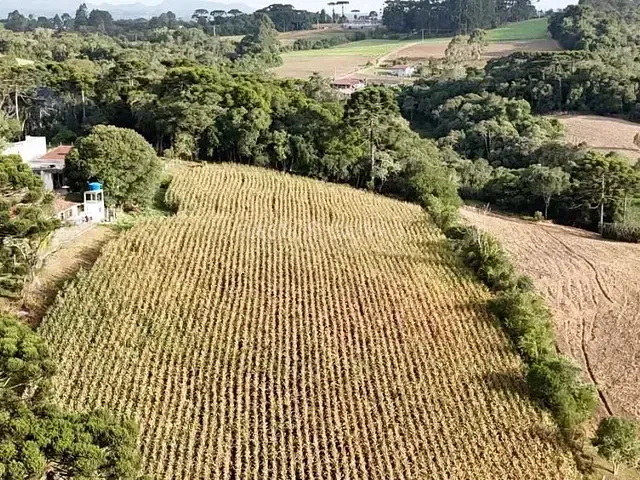 Sítio com 220m² 3 quartos e 2 banheiros, à venda, no bairro Colônia Murici em São José Dos Pinhais