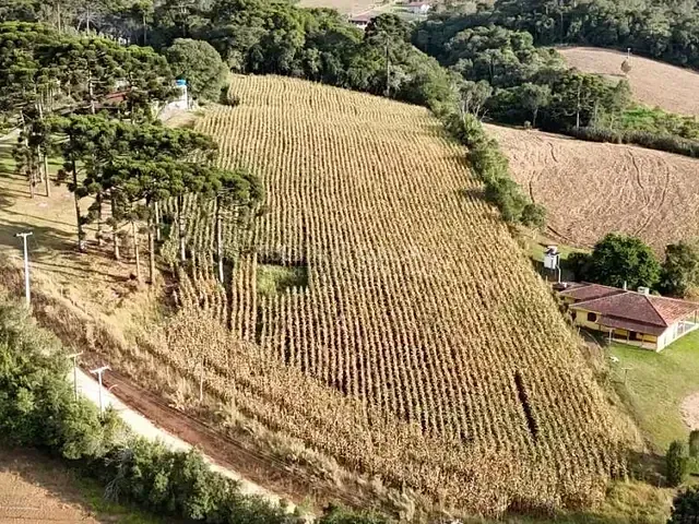 Sítio com 220m² 3 quartos e 2 banheiros, à venda, no bairro Colônia Murici em São José Dos Pinhais