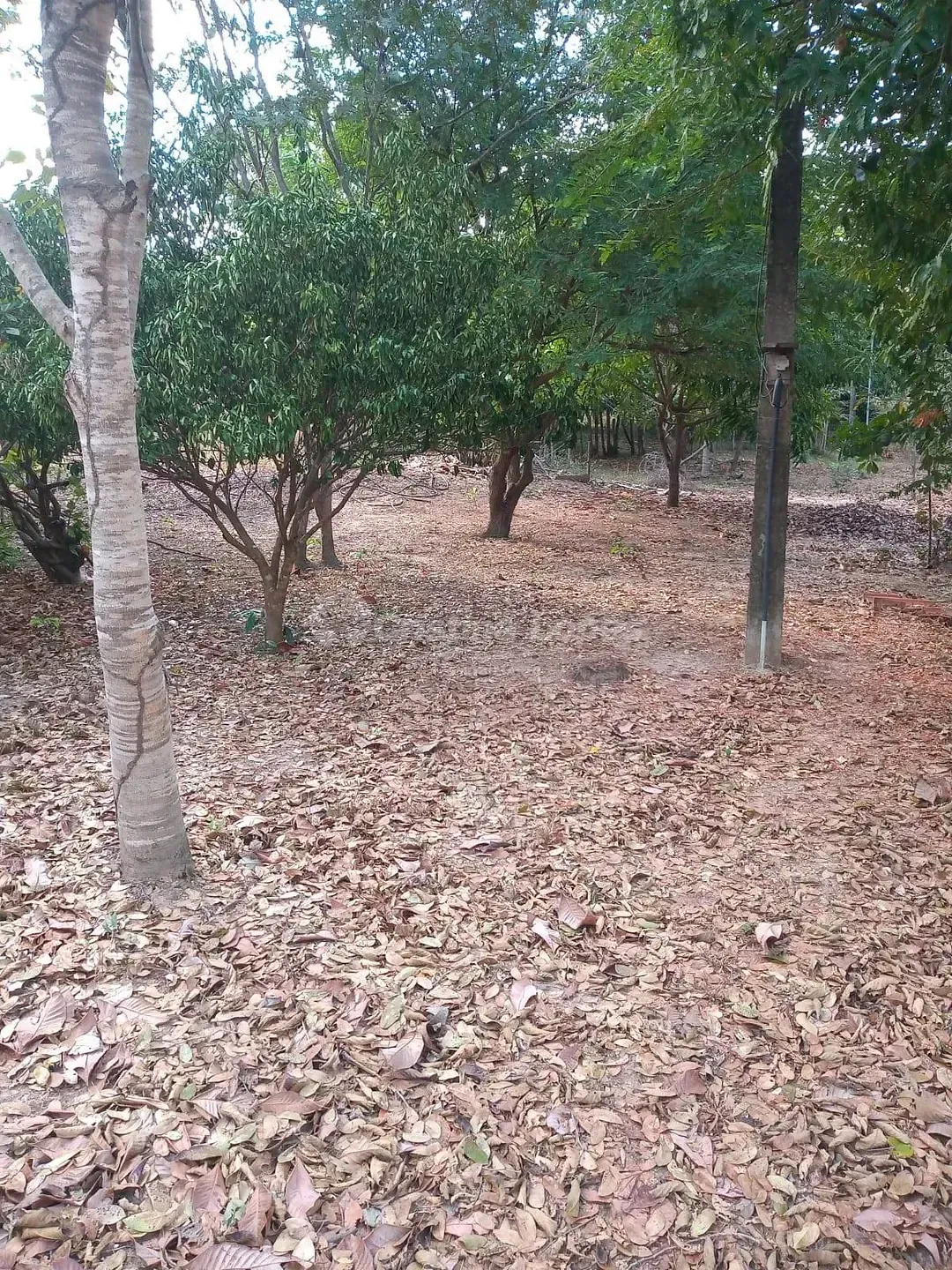 Sítio, 1 quarto, 3 hectares - Foto 11