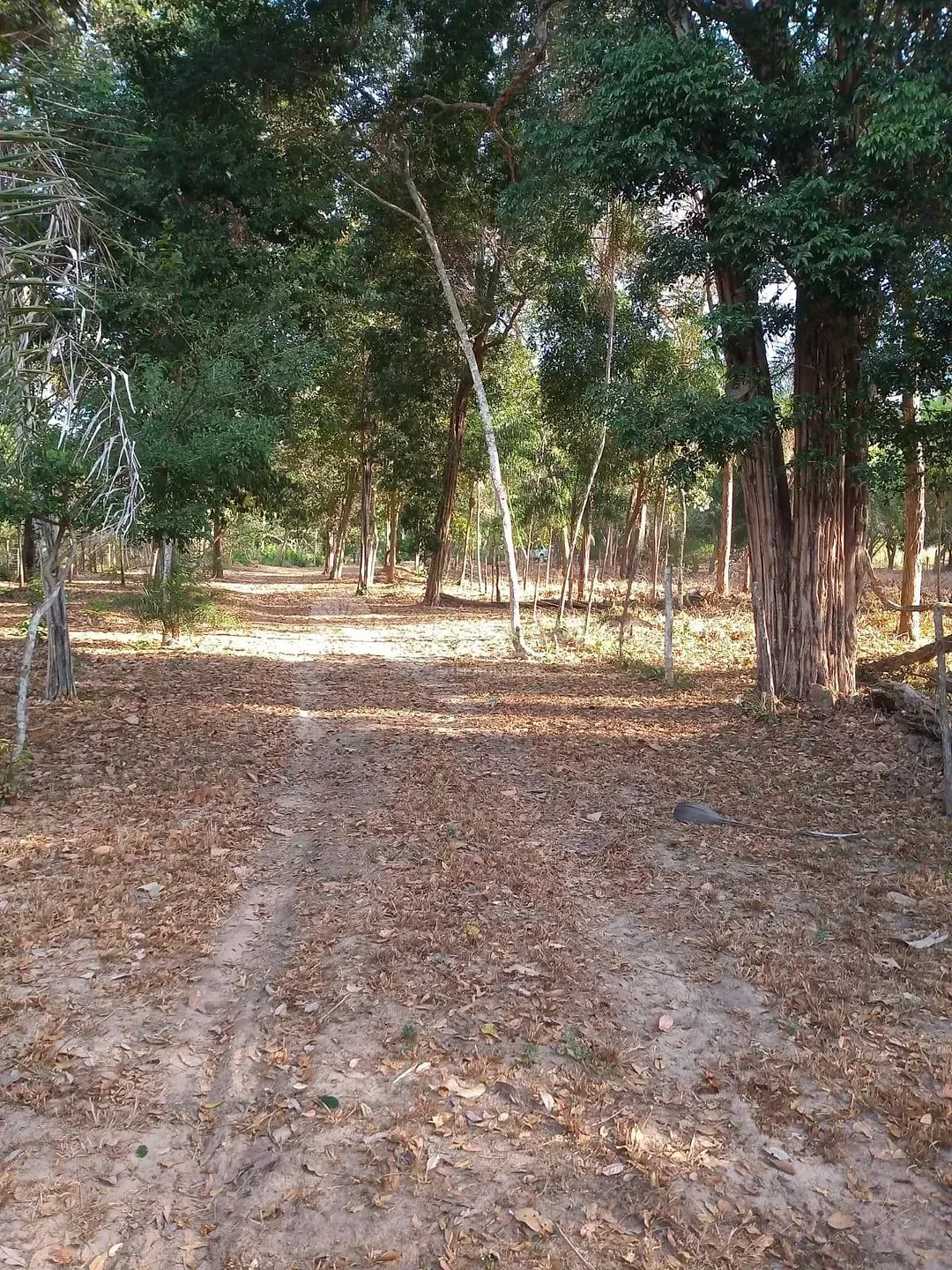 Sítio, 1 quarto, 3 hectares - Foto 15