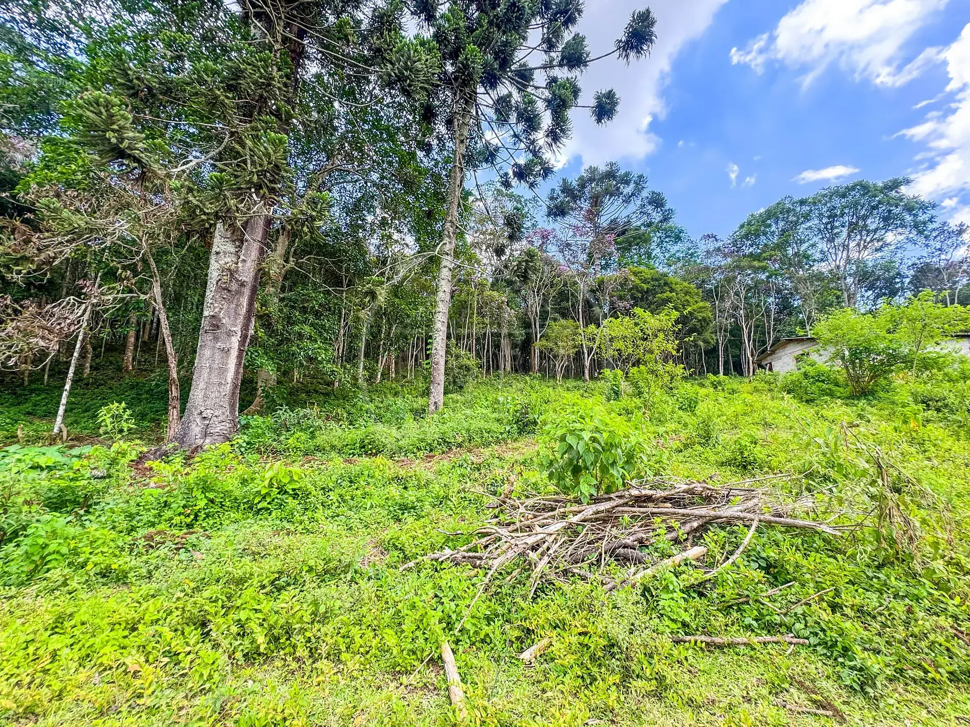 Fazenda, 4 hectares - Foto 14